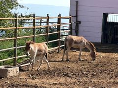-青藏高原野生动物园