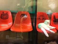 -猫咪博物馆(顶澳仔猫街店)