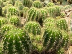-深圳仙湖植物园