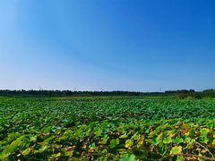 -上海海湾国家森林公园