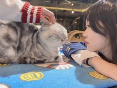 -more than meow吴止猫主题餐厅(承德 中船汇店)