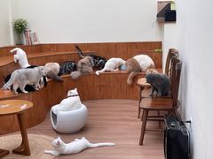 -有猫主题·治愈系猫咖(曾厝垵店)