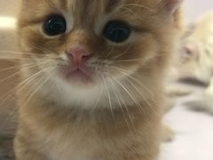 -喵的天空名猫咖啡馆·撸猫·猫舍·用品