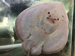 -海之鲜大排档(东山海鲜金銮湾店)