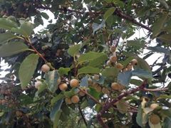 -阳台山自然风景区