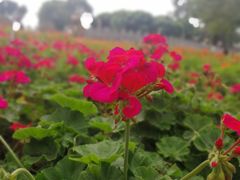 -松山湖梦幻百花洲
