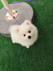 -萌宠亲子动物乐园(槐房万达店)