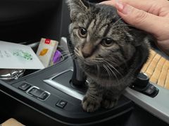 -安安宠医·安宠宠物医院