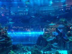 -迪拜水族馆及水下动物园