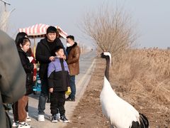 -盐城丹顶鹤湿地生态旅游区