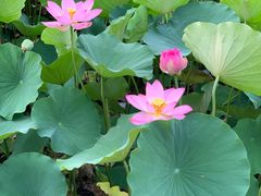 -莲花池公园