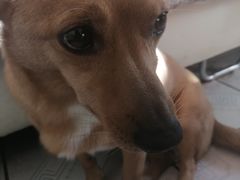 -美联众合动物医院(·中兽医·疑难杂症·严家桥分院)