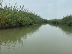 -泗洪洪泽湖湿地景区