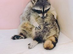 -浣熊柯尔鸭土拨鼠·电玩咖