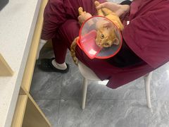 -美联众合爱康动物医院•复杂内科•肿瘤科•牙科•腔镜诊疗中心