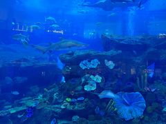 -迪拜水族馆及水下动物园