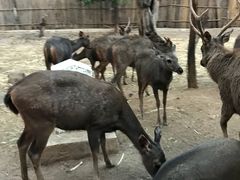 -清迈夜间动物园