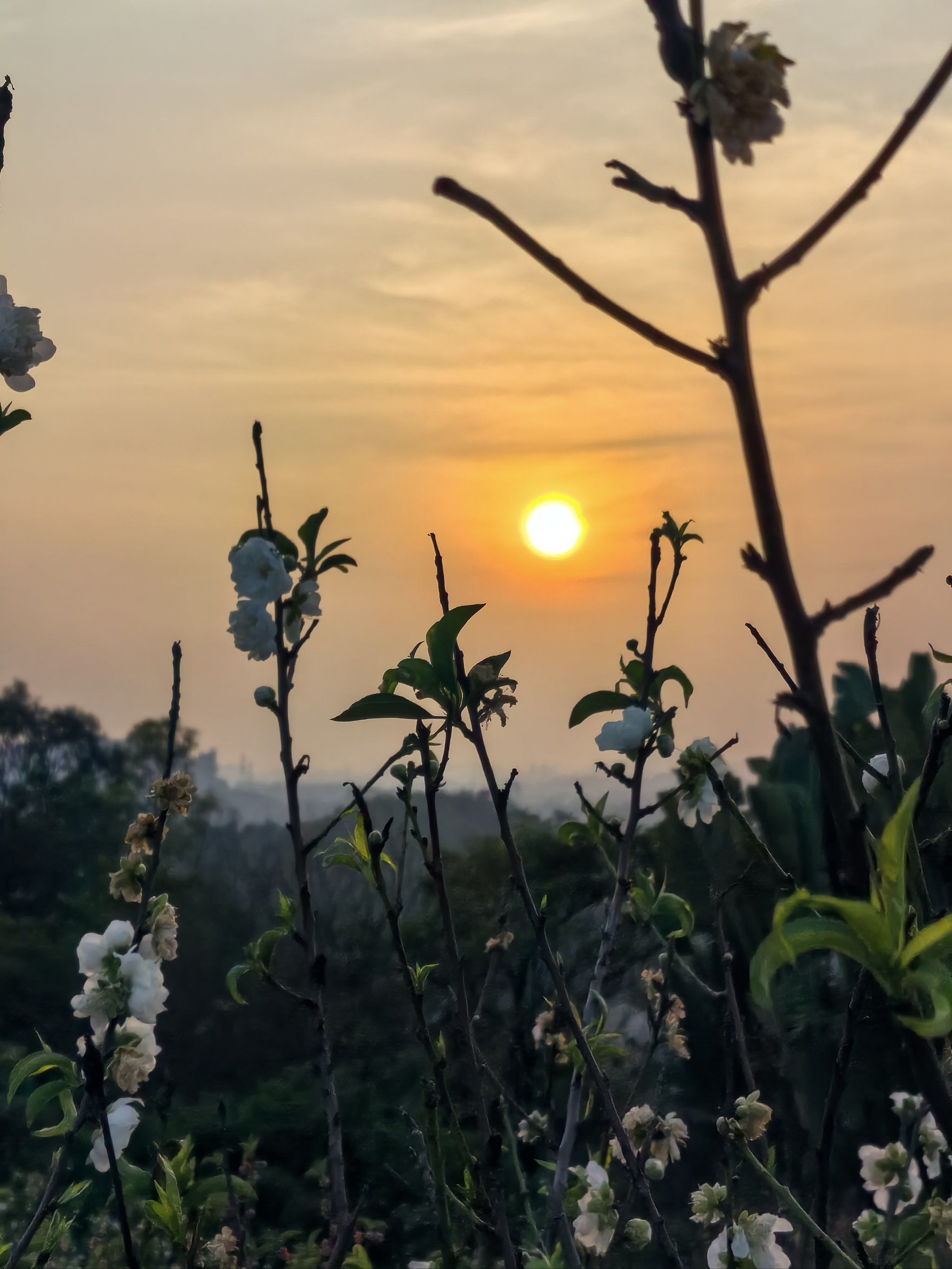 落日和桃花好配
