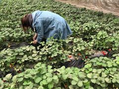 -大自然农场蔬菜草莓采摘园