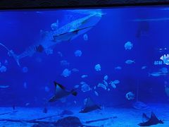 -烟台海昌鲸鲨海洋公园