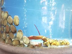 -食神鱼头佛跳墙(百子湾旗舰店)