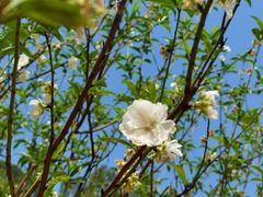 -南国桃园旅游度假区