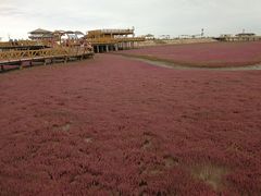 -红海滩国家风景廊道