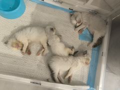 -楼上猫咖(罗湖店)
