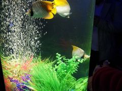 -茶百道(友好店)