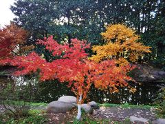 -上海共青森林公园