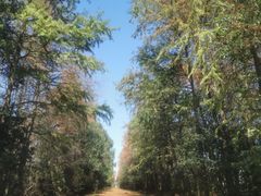 -上海海湾国家森林公园