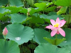 -莲花池公园