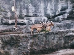 -清迈夜间动物园
