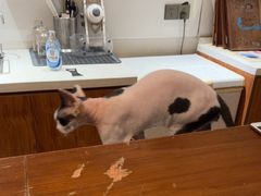 -有猫主题·治愈系猫咖(曾厝垵店)