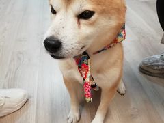 -柴迷FANS CLUB·柴犬狗咖·猫咖