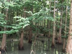 -桤木河湿地公园