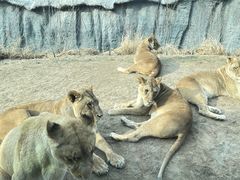 -北京野生动物园