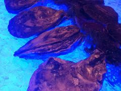 生蚝-LONG BAR 廊吧(外滩华尔道夫酒店)