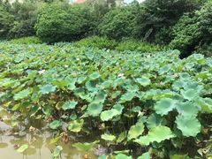 -重庆长寿碧桂园凤悦凤凰酒店