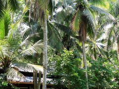 -西双版纳傣族园