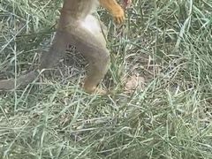 -石家庄市动物园