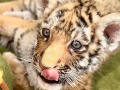 -大连森林动物园