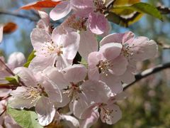 -长白岛森林公园