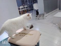 -喵的天空名猫咖啡馆·撸猫·猫舍·用品