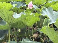 -莲花池公园
