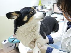 -美联众合动物医院·24h转诊中心