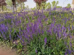 -汉长安城未央宫国家考古遗址公园