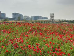 -春花秋色城市公园