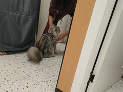 -瑞派康怡24h宠物医院·犬猫医疗中心·微创绝育(瑞景分院)