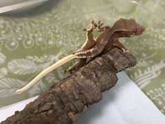 -酷以爬仙阁实体爬宠店·守宫·蜥蜴·专业繁育